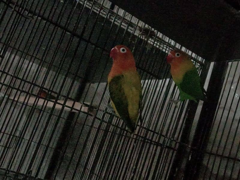 All Breeder setup for sale Lovebird. 9