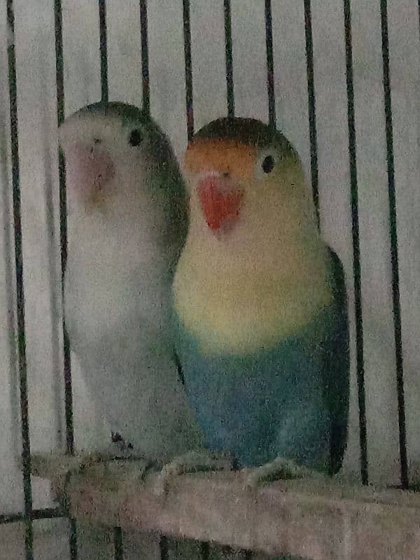 All Breeder setup for sale Lovebird. 10