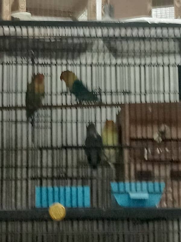 All Breeder setup for sale Lovebird. 11