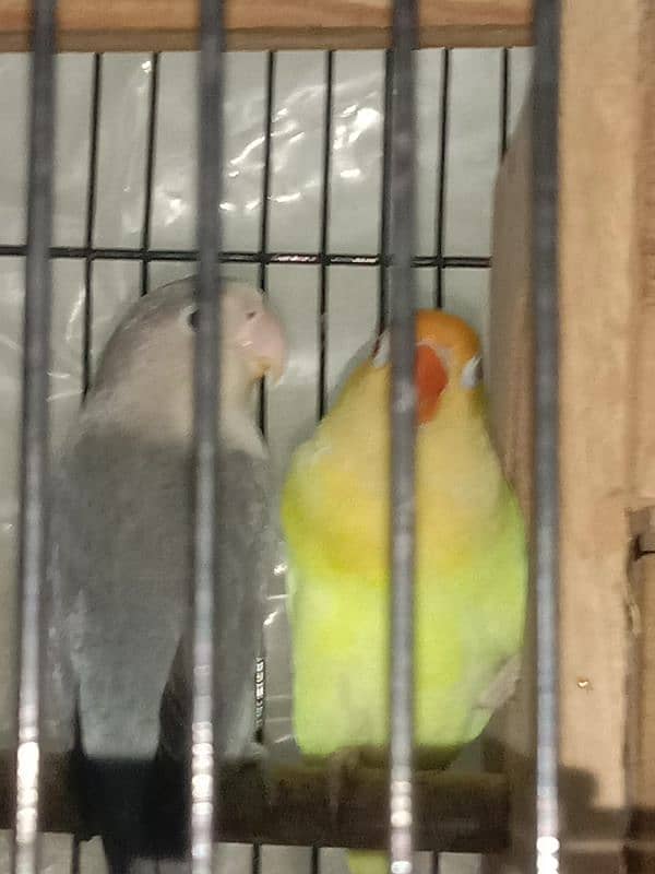 All Breeder setup for sale Lovebird. 12