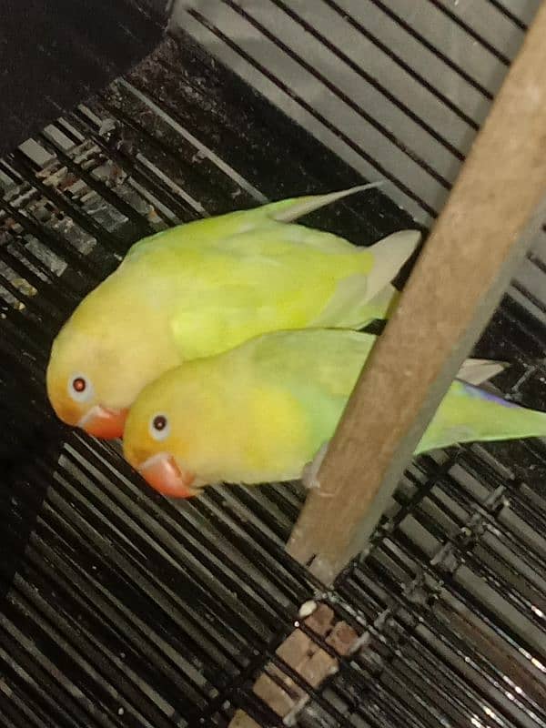 All Breeder setup for sale Lovebird. 13