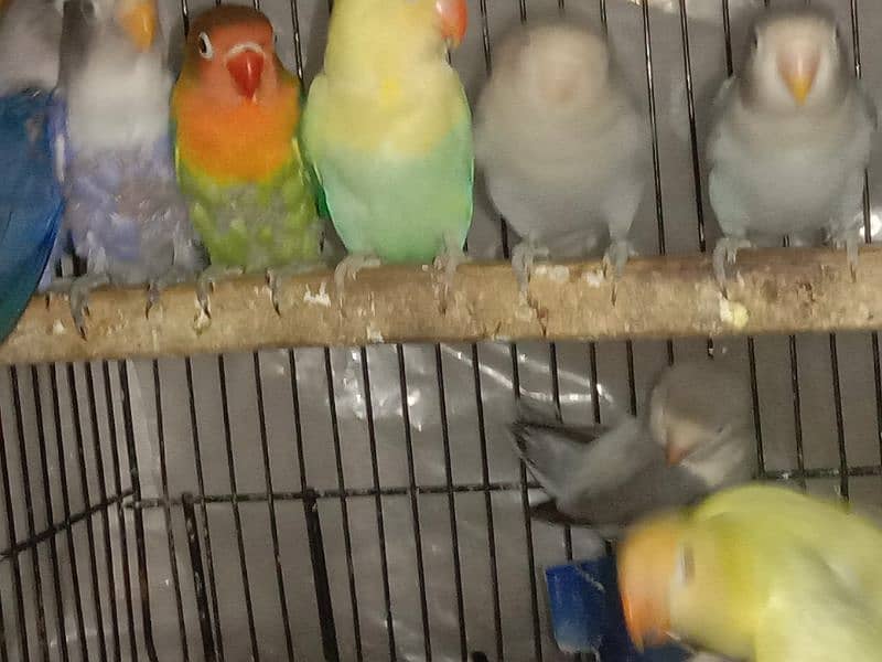 All Breeder setup for sale Lovebird. 14