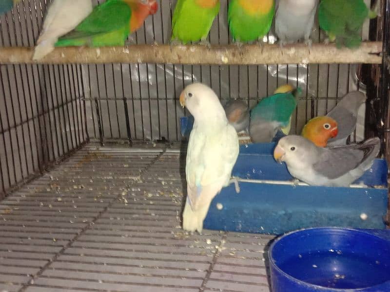 All Breeder setup for sale Lovebird. 15