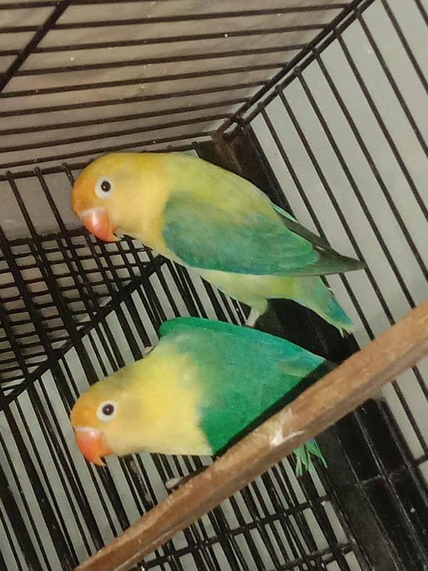 All Breeder setup for sale Lovebird. 16