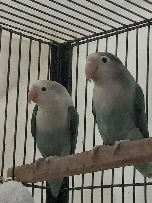 All Breeder setup for sale Lovebird. 17