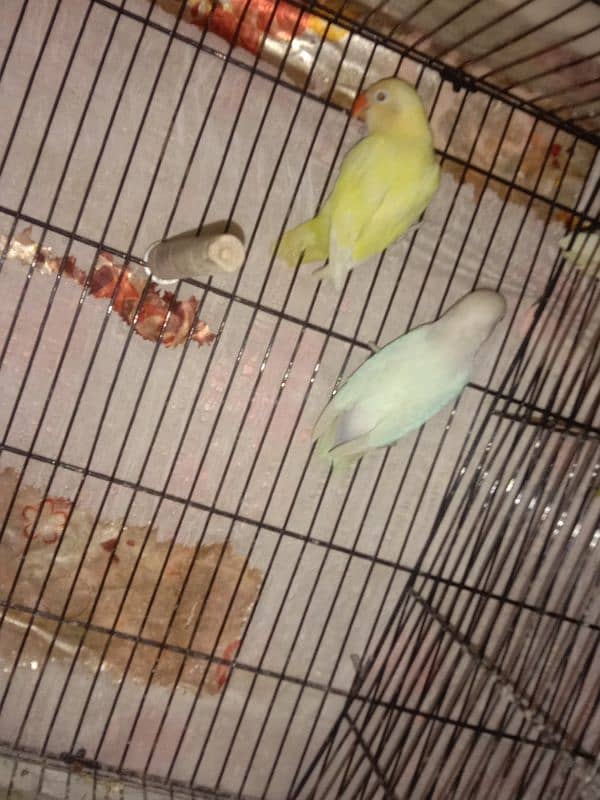 All Breeder setup for sale Lovebird. 18