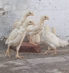 Shamoo | White shamoo | O shamoo chicks For Sale