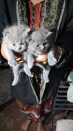 grey kitten in blue eyes