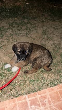 turkish kangal