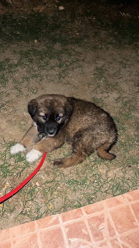 turkish kangal 0