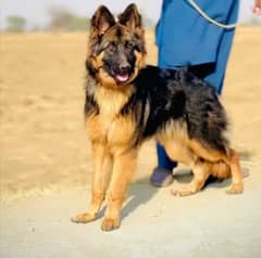 German shepherd female long cote helthy/active vaccinated available