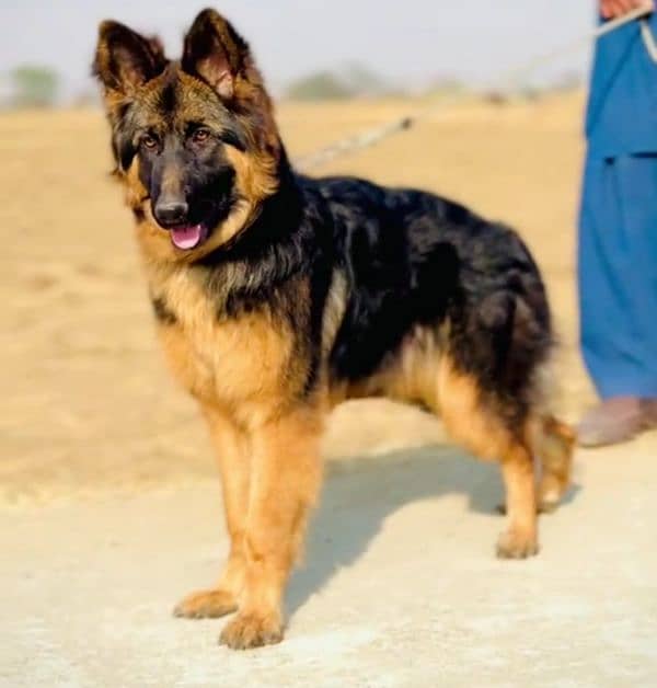 German shepherd female long cote helthy/active vaccinated available 1