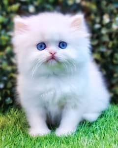 Blue Eyes Punch Kittens