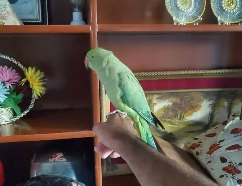 green parrot 0