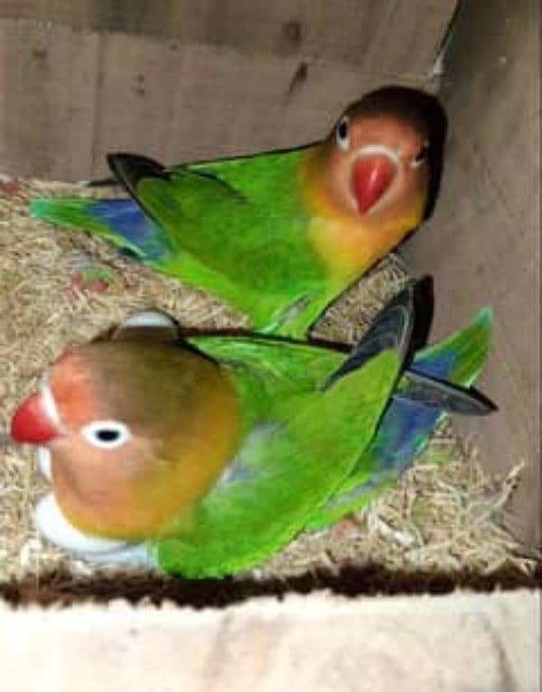 Lovebirds Parrots Breeder Colony 1