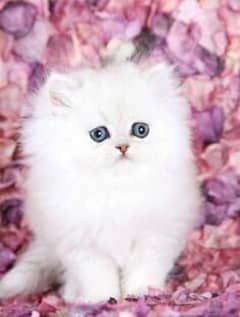 white persian punch face kitten