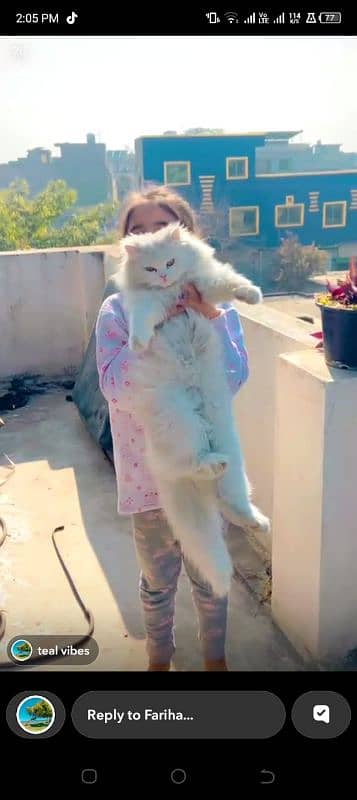 persian cats and kittens for sale wtsapp (0307/710/92/69) 7