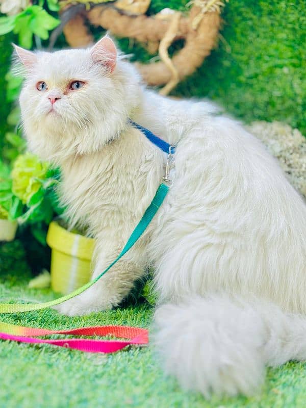 persian cats and kittens for sale wtsapp (0307/710/92/69) 8