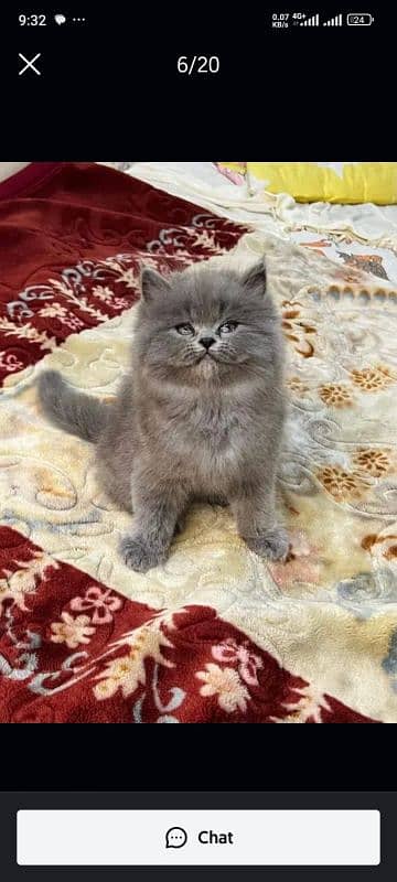 persian cats and kittens for sale wtsapp (0307/710/92/69) 9