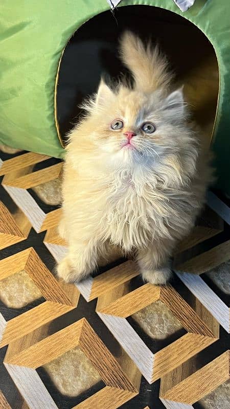 persian cats and kittens for sale wtsapp (0307/710/92/69) 10