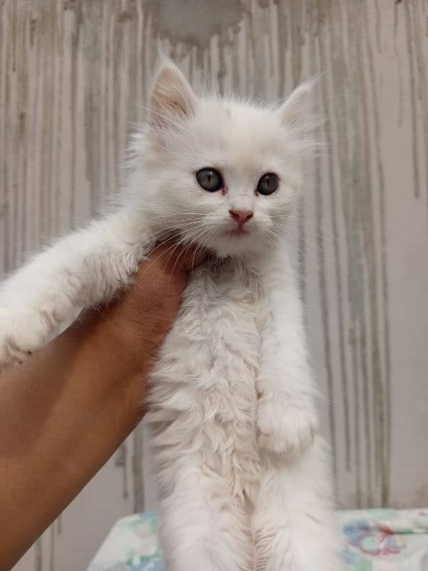 persian cats and kittens for sale wtsapp (0307/710/92/69) 13