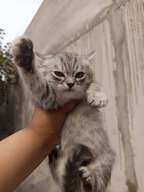 persian cats and kittens for sale wtsapp (0307/710/92/69) 14