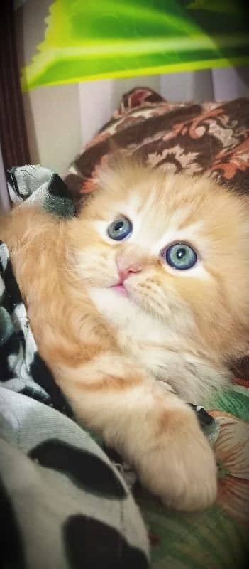 persian cats and kittens for sale wtsapp (0307/710/92/69) 10