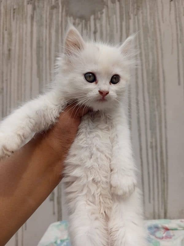 persian cats and kittens for sale wtsapp (0307/710/92/69) 12