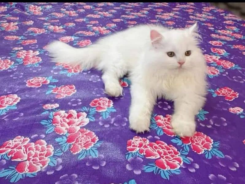 persian cats and kittens for sale wtsapp (0307/710/92/69) 14