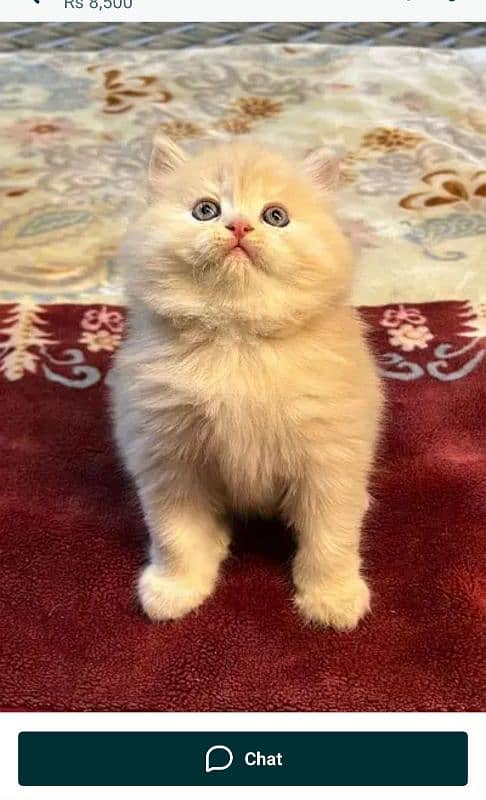 persian cats and kittens for sale wtsapp (0307/710/92/69) 19