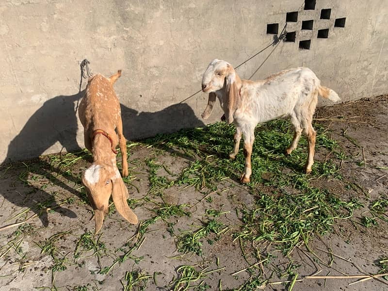 Pure makhi cheena Bakra Bakri 1