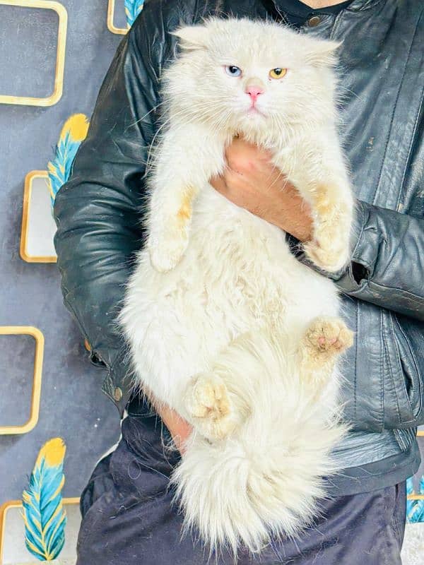 persian cats and kittens for sale wtsapp (0307/710/92/69) 6