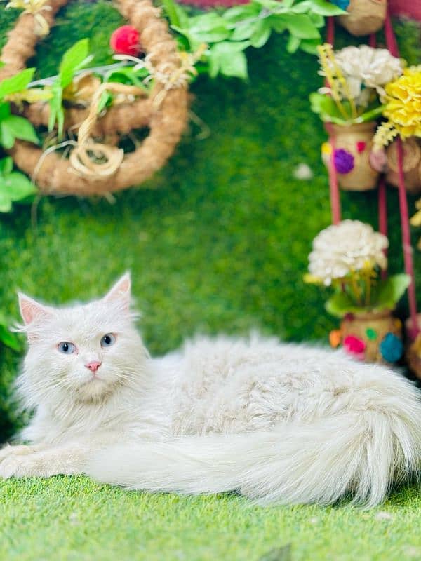 persian cats and kittens for sale wtsapp (0307/710/92/69) 7