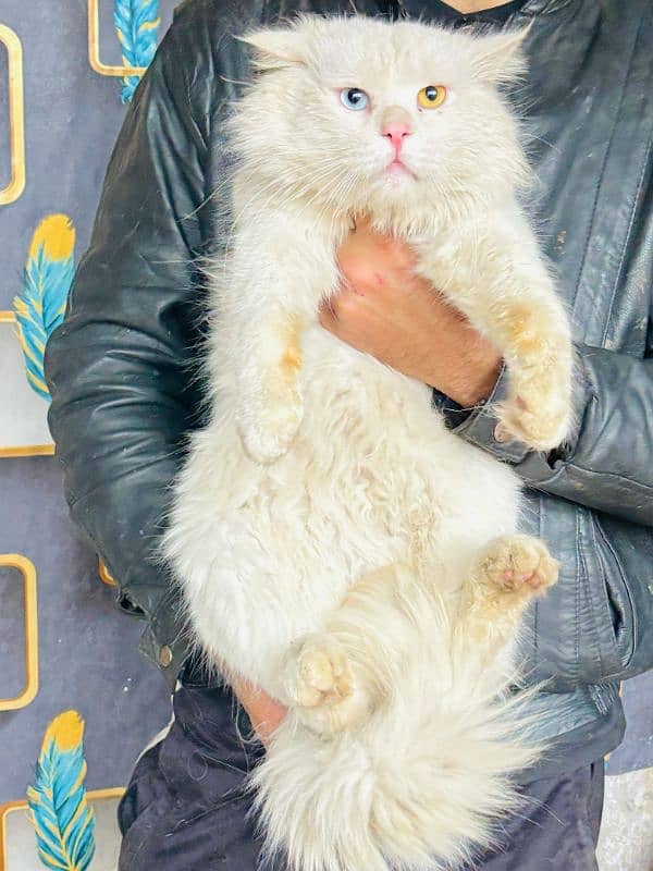 persian cats and kittens for sale wtsapp (0307/710/92/69) 9