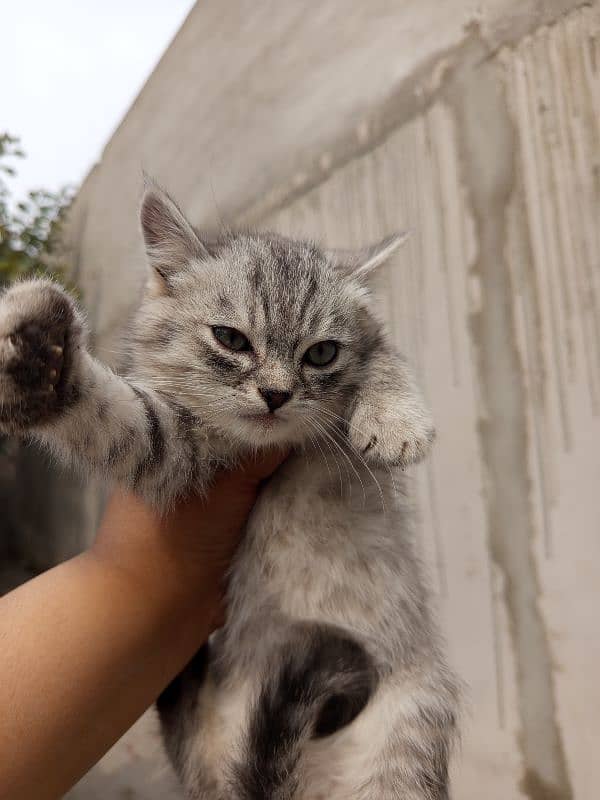 persian cats and kittens for sale wtsapp (0307/710/92/69) 11