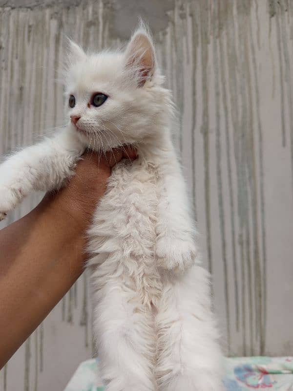 persian cats and kittens for sale wtsapp (0307/710/92/69) 14