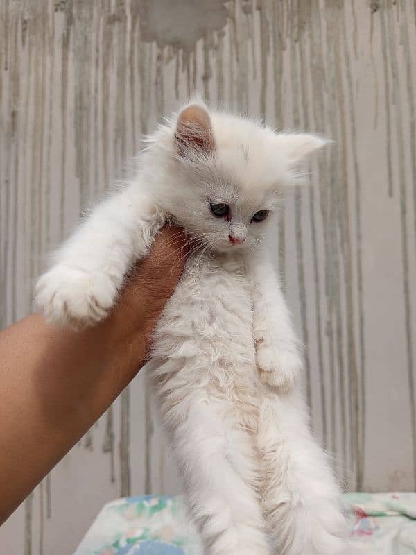 persian cats and kittens for sale wtsapp (0307/710/92/69) 15