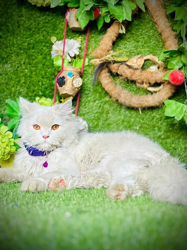 persian cats and kittens for sale wtsapp (0307/710/92/69) 18