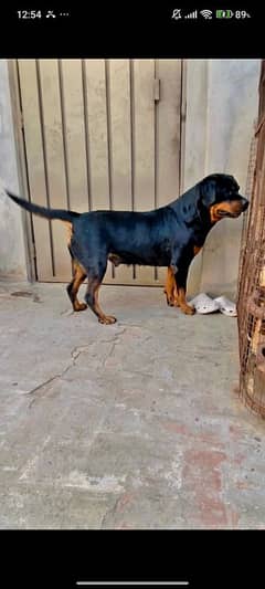 Rottweiler female