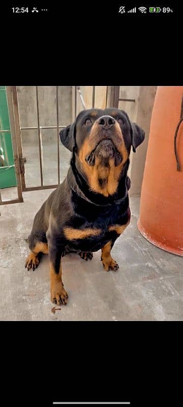 Rottweiler female 4