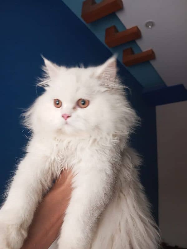 Cat/ Persian/ kittens/ Punch face/ triple coated/ Blue Eyes/ Baby/_-'$ 1