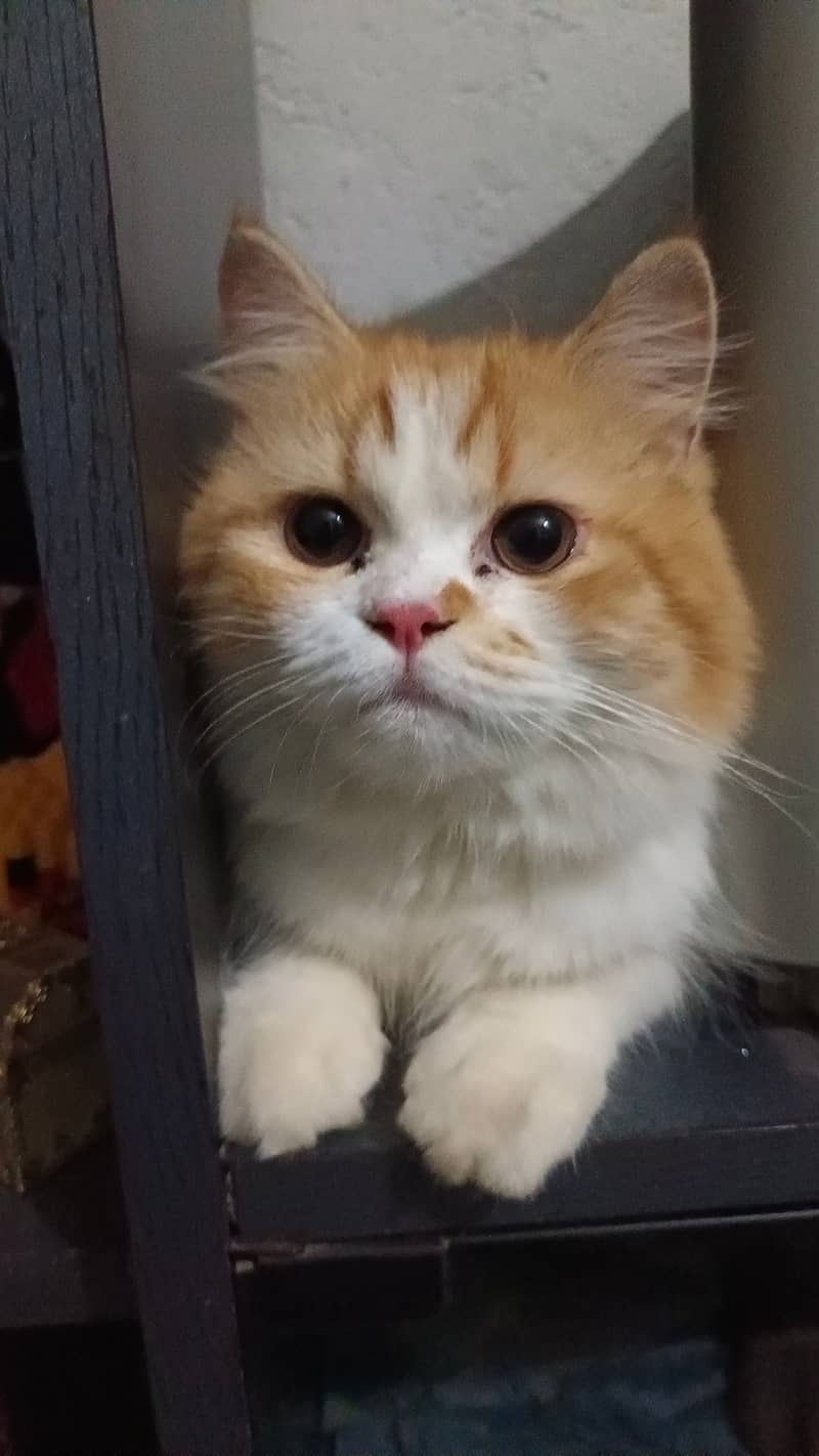 1 year old vaccinated Persian female cat active playfull litter train 2