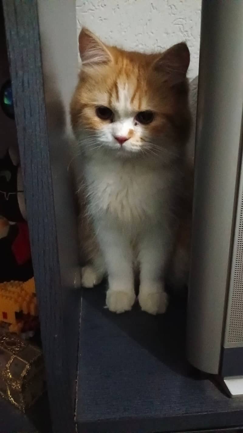 1 year old vaccinated Persian female cat active playfull litter train 3