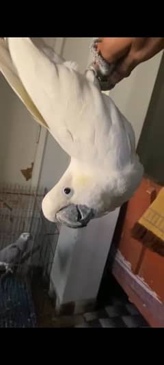 Grey parrot  Cockatoo Green ring neck cremino or rainmbo Ring neck