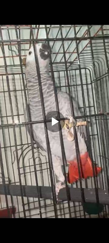 Grey parrot  Cockatoo Green ring neck cremino or rainmbo Ring neck 2