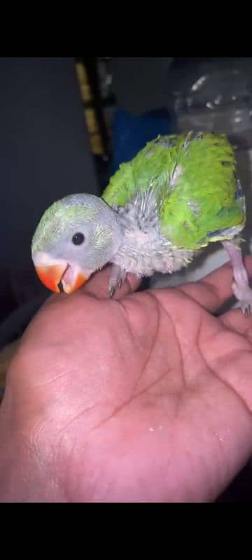 Grey parrot  Cockatoo Green ring neck cremino or rainmbo Ring neck 3