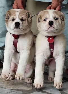 king alabai pair Alabai puppies security Dog for sale