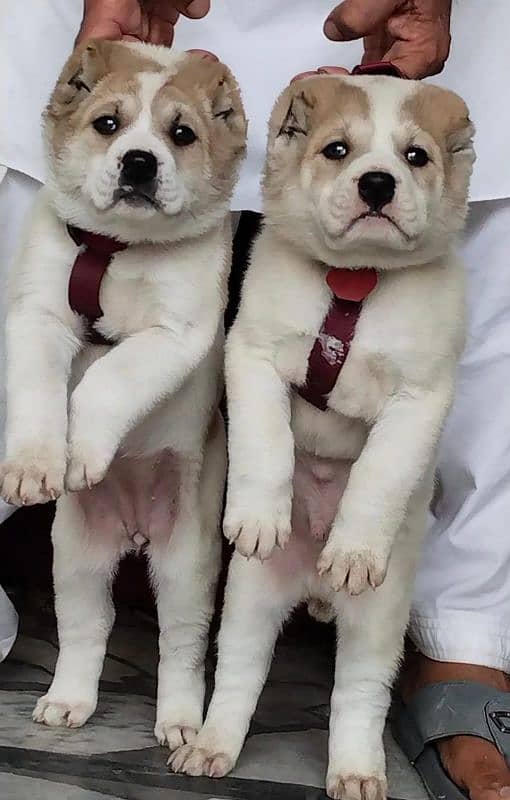 king alabai pair Alabai puppies security Dog for sale 1