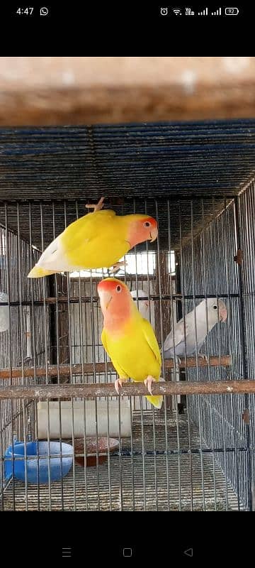 1 breeder pair lotino ka or green EUwing opline split pf 0