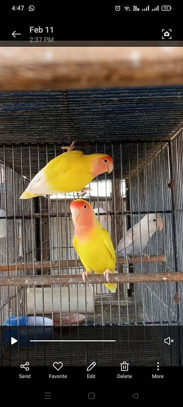 1 breeder pair lotino ka or green EUwing opline split pf 1